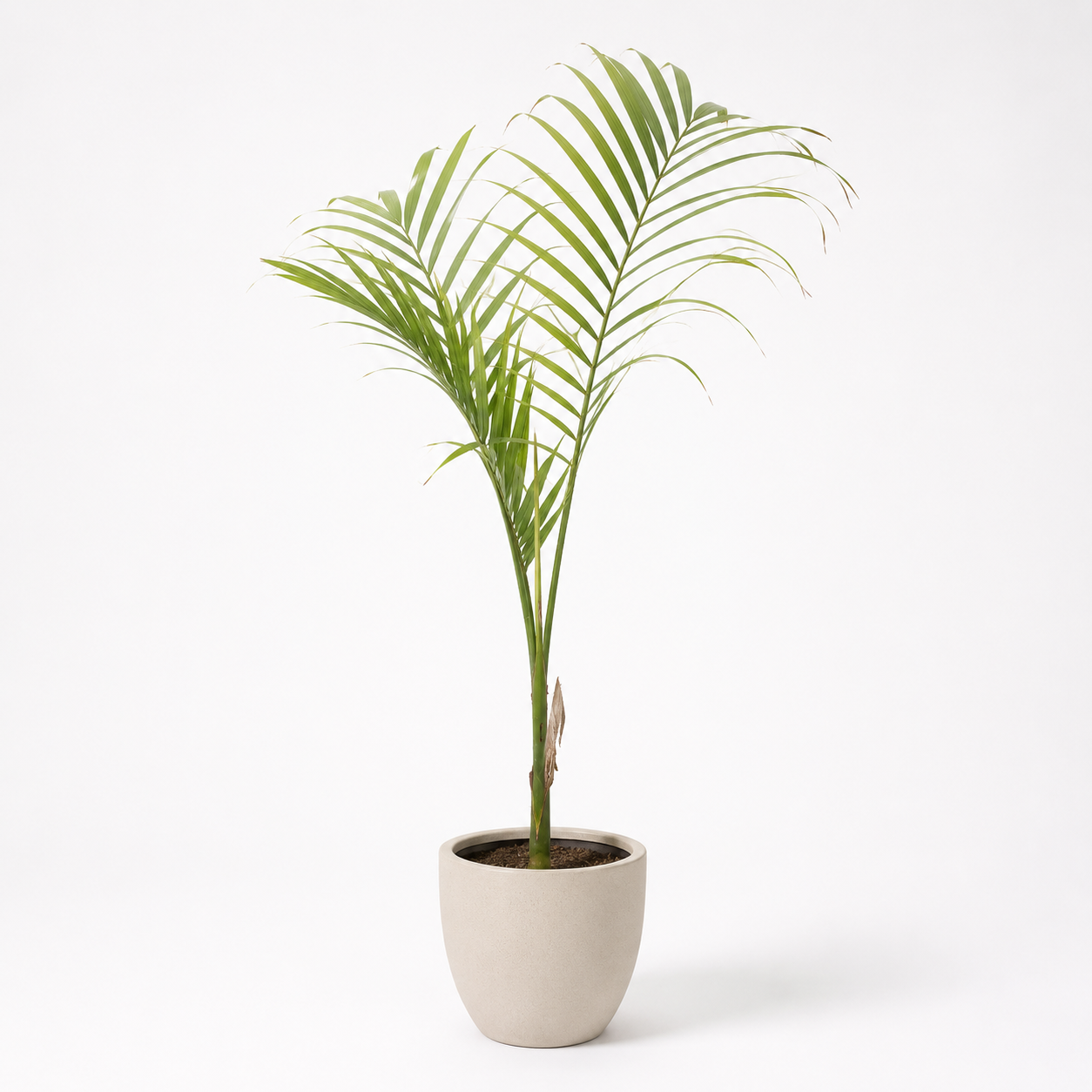 Alexander palm