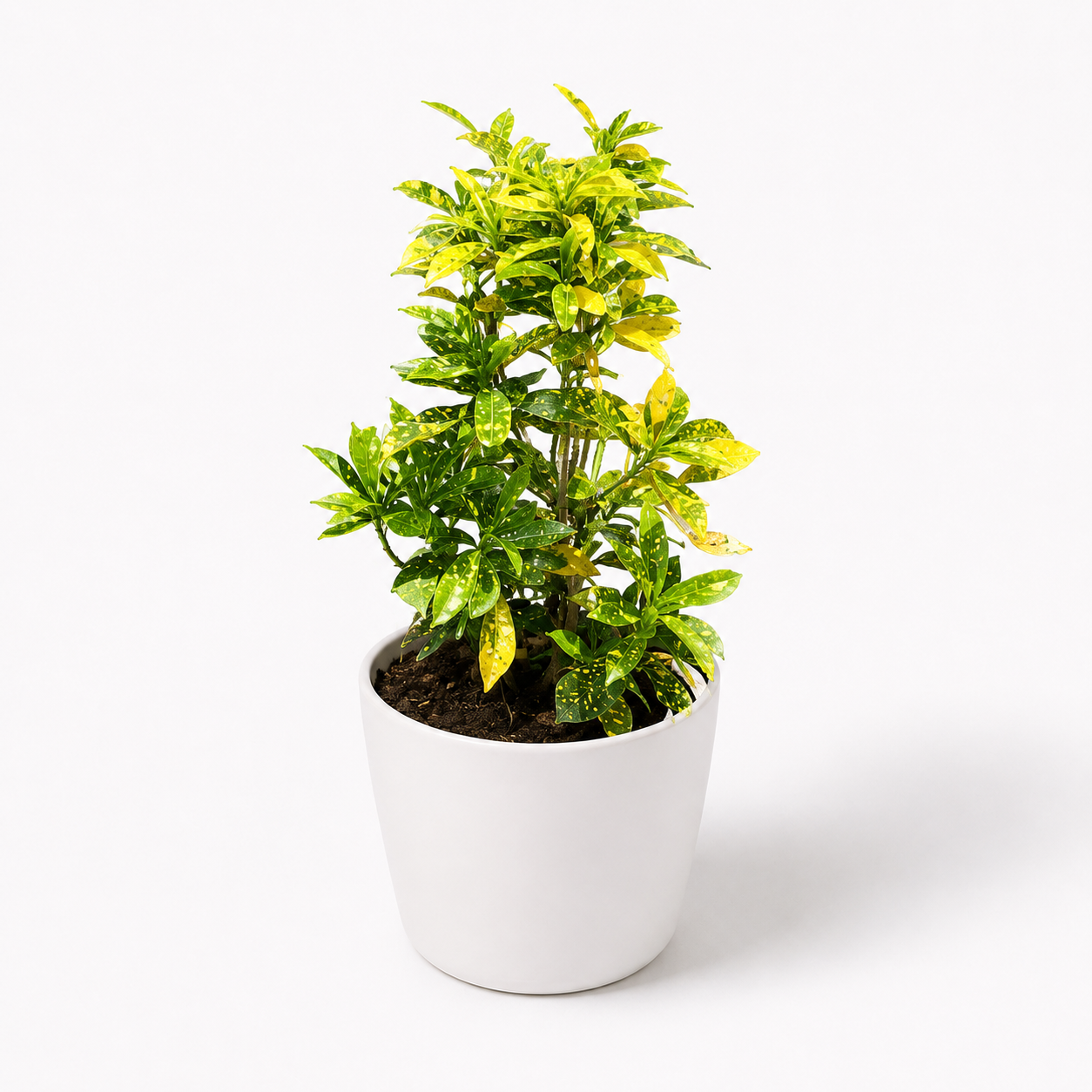 Lemon croton