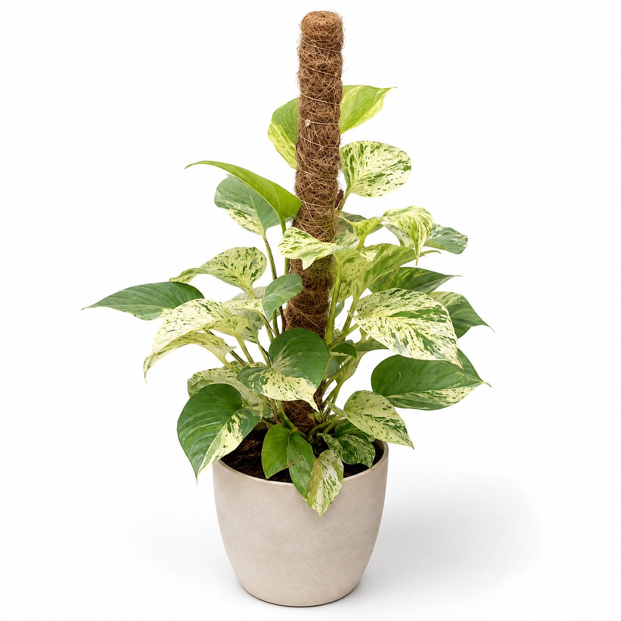 Marble Money Plant
