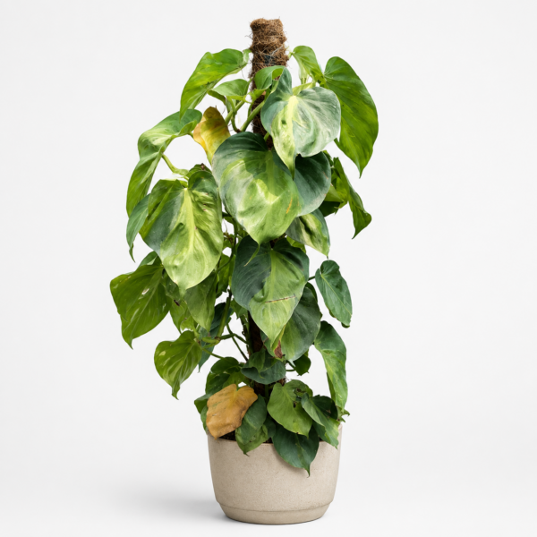 Philodendron silver