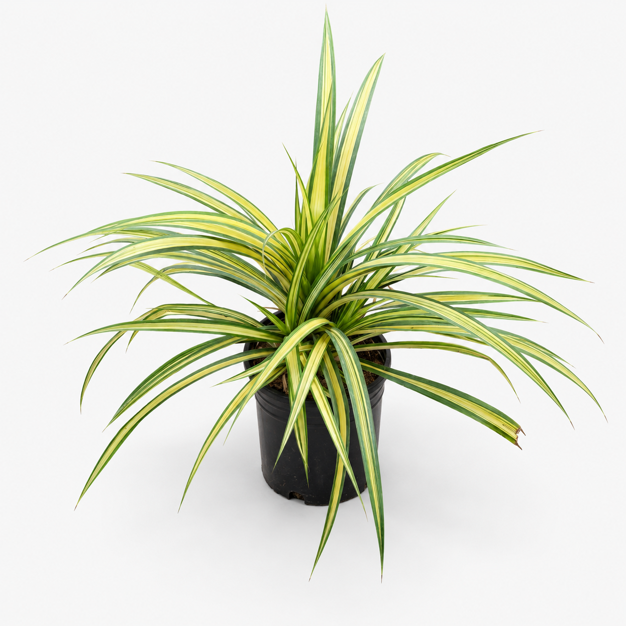 Screw Pine Variegated