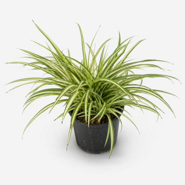 Spider Plant