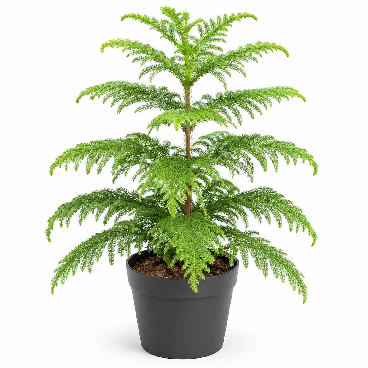 arocaria
