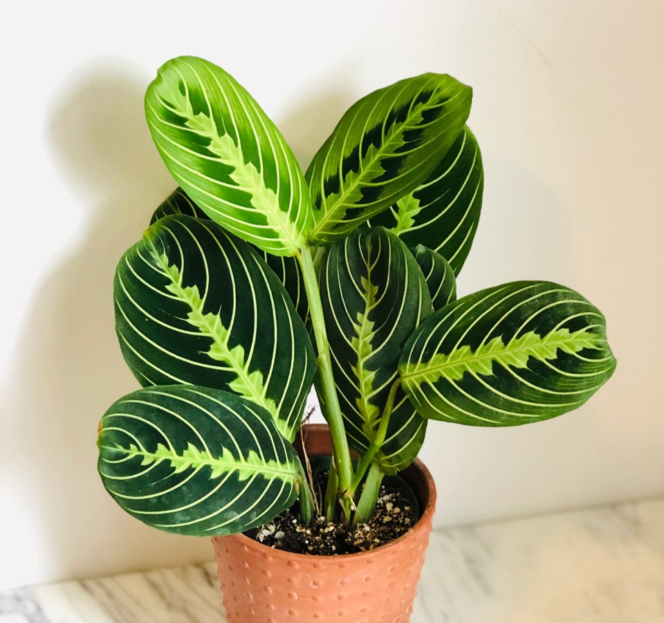 House Plants