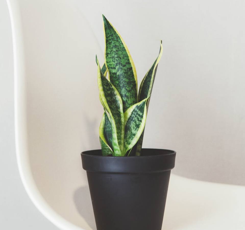 Air Purifying